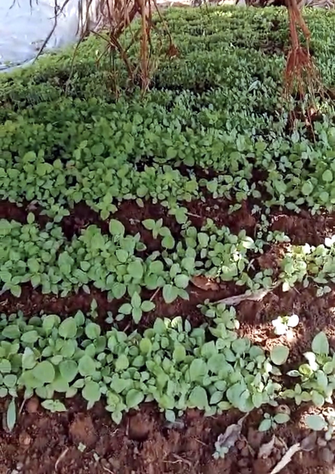 Young leafy vegetable seedlings growing in prepared beds