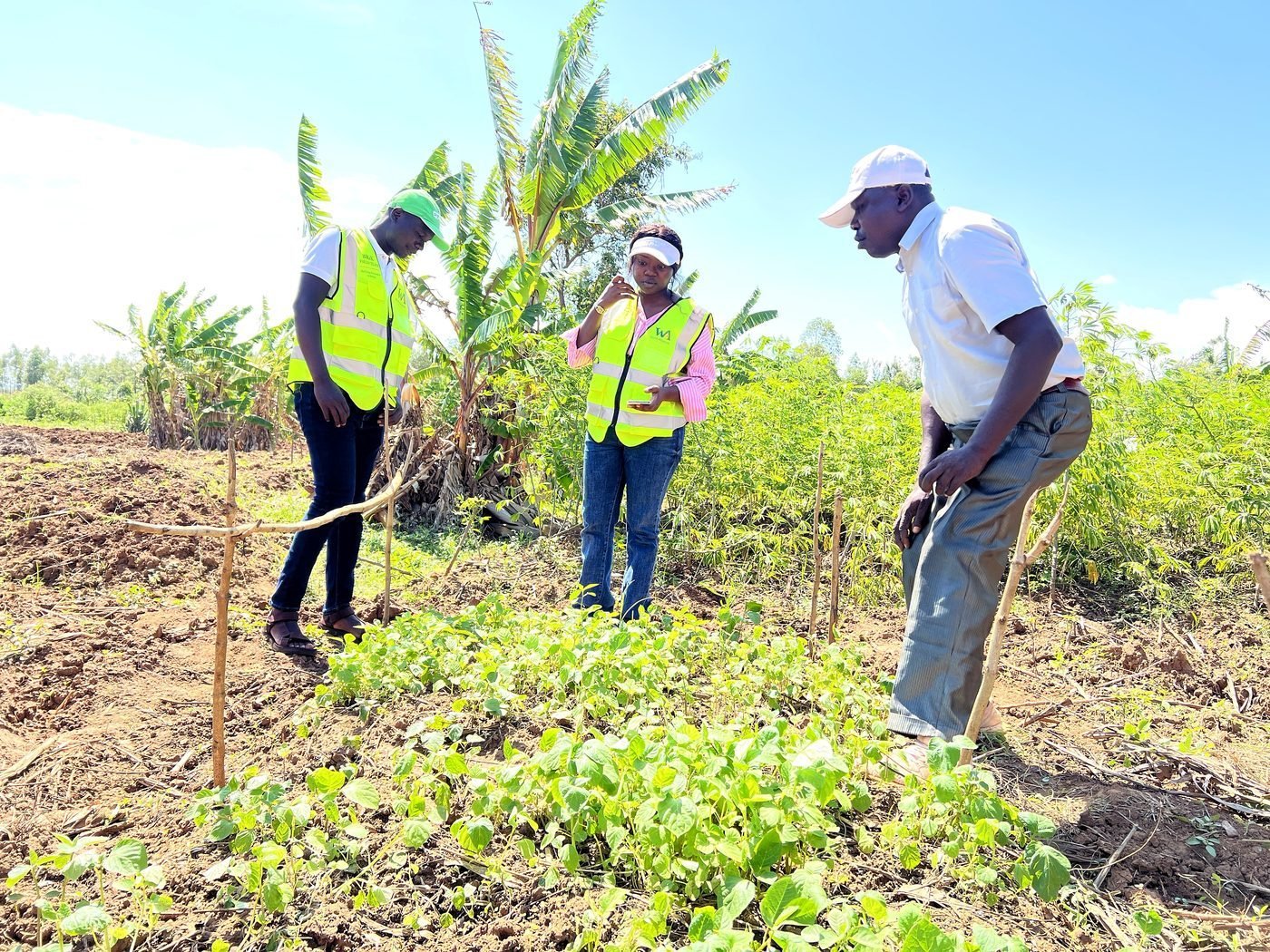Field staff and a farmer inspecting young vegetable seedlings