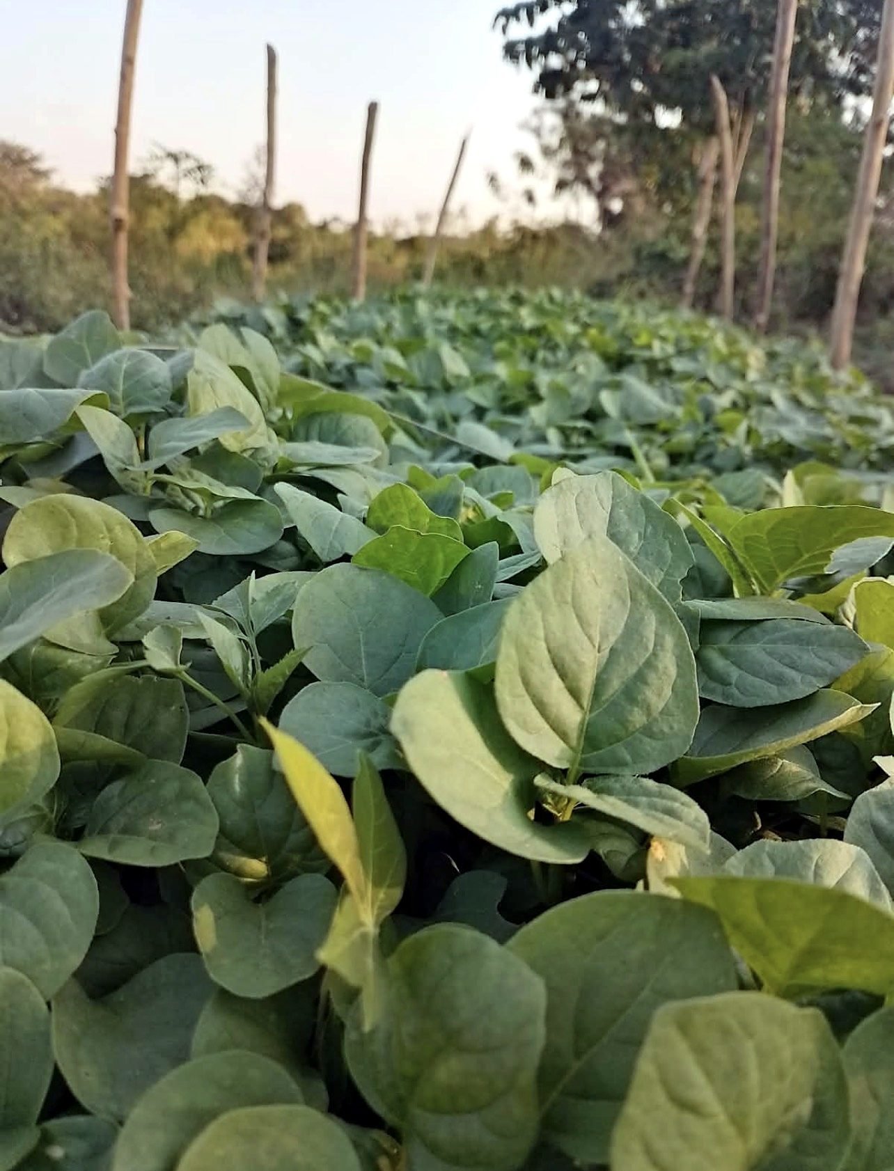 Healthy leafy vegetable seedlings growing in a field